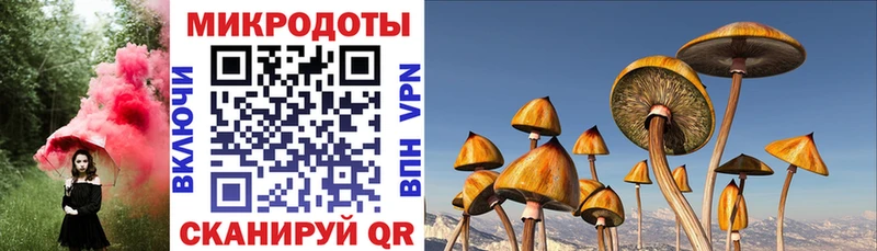 наркошоп  Весьегонск  Псилоцибиновые грибы Psilocybine cubensis 